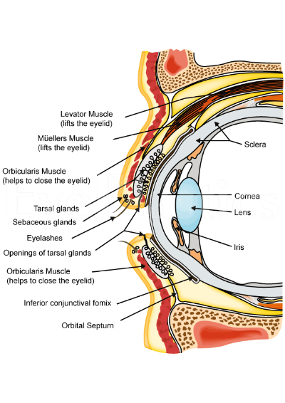 Description of the objects in the image and the text embedded within the image